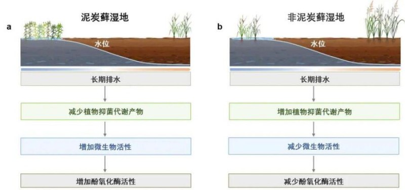 干涸的湿地会加速碳分解吗？